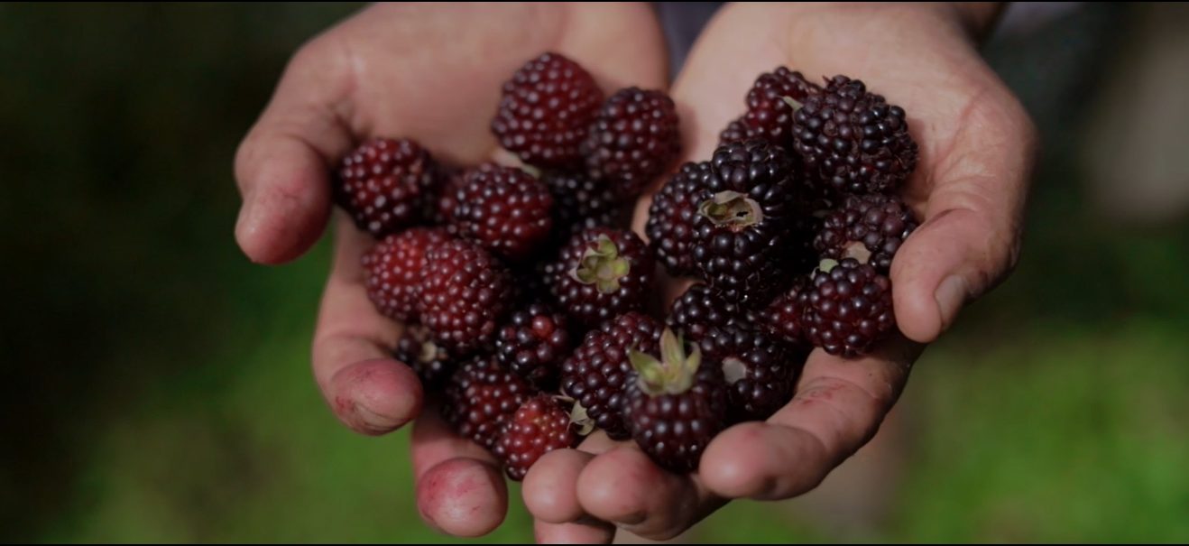 Los indígenas que cambiaron los cultivos ilícitos por frutas en Corinto, Cauca