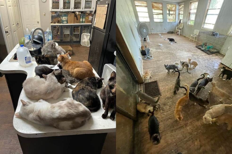 Detienen en Estados Unidos a maestra que vivía en casa móvil con más de 300 animales.