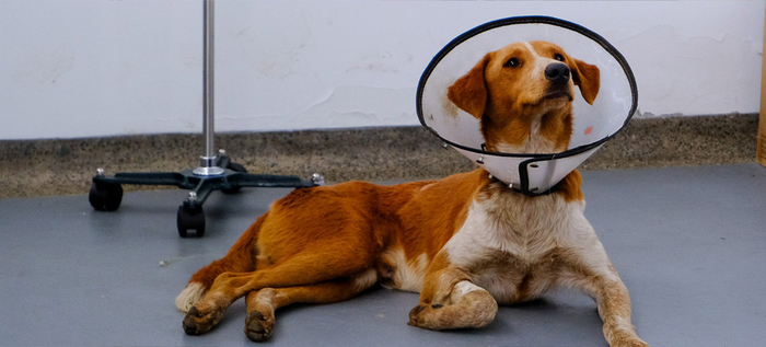 Perro fue atacado con arma de fuego, al parecer, por un miembro de la Policía