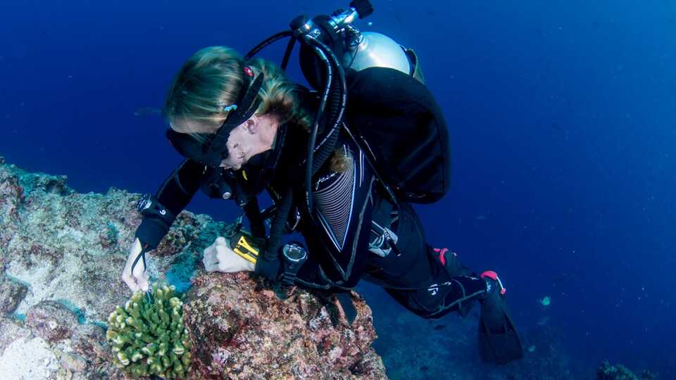 Creían que este coral en Galápagos se había extinguido hace 24 años, pero no era así