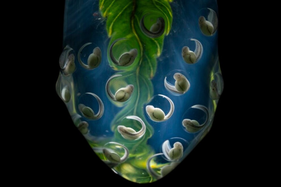 Los huevos de una rana de cristal de Wiley cuelgan de la punta de una hoja de los árboles del bosque de los Andes tropicales. La imagen fue capturada en Ecuador.