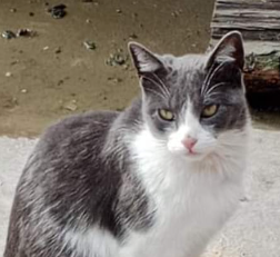 Gata grisácea perdida.