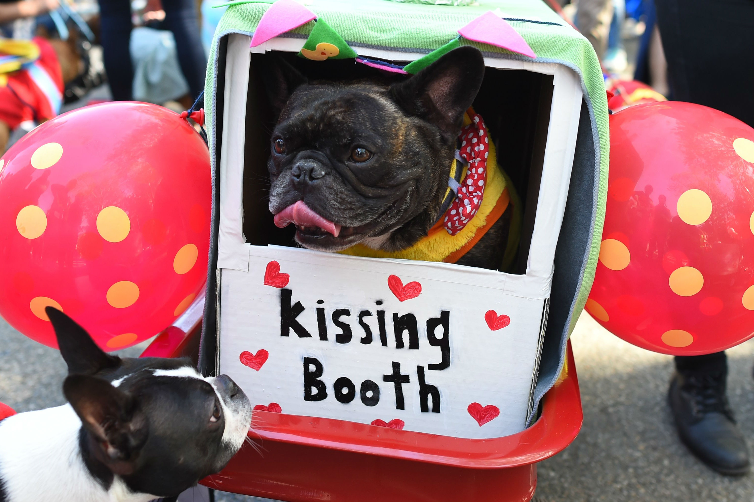 Así fue el desfile de perros disfrazados en Nueva York