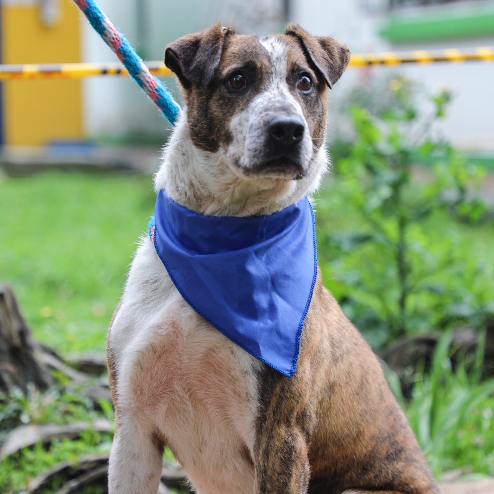 Para la adopción de perros es importante llevar un collar y una correa para su transporte, ya que es un requisito durante el proceso.