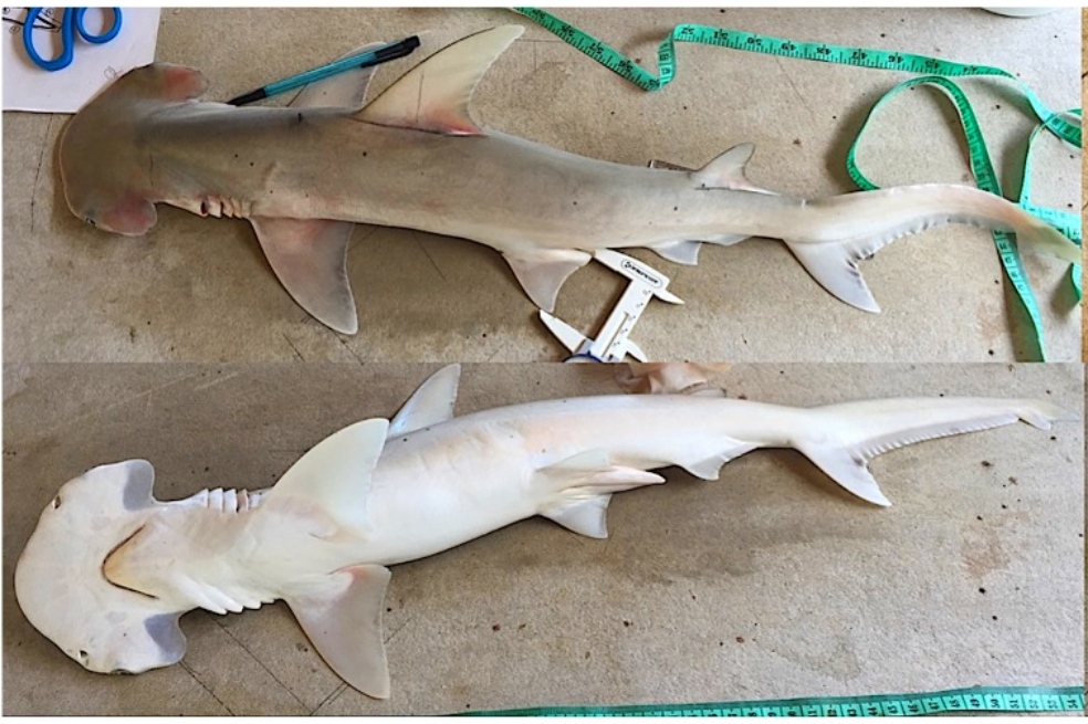 Encuentran una nueva especie de tiburón martillo
