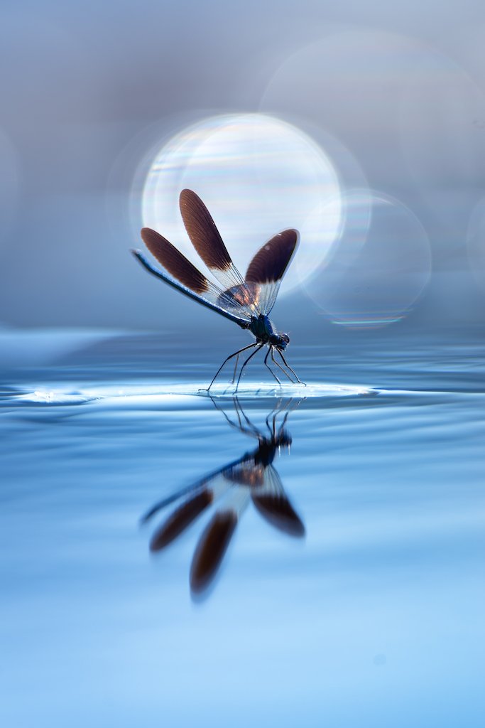 El patinador sobre hielo. (Tercer lugar). "Durante mucho tiempo, la idea de capturar el elegante ballet de los caballitos del diablo volando sobre el Garona (el río que serpentea cerca de mi casa) había estado rondando por mi cabeza. Es encantador observar cientos de estas criaturas dando vueltas, capturando hábilmente mosquitos y otros insectos en pleno vuelo cada verano. Un día, me instalé en el agua en un lugar donde había notado que un caballito del diablo regresaba regularmente a descansar. Esperé pacientemente su regreso. En cada aparición disparaba mi cámara en modo ráfaga, con la esperanza de capturar el momento en que sus alas se extendieran en todo su esplendor. Después de cien intentos, finalmente logré obtener la imagen que deseaba".