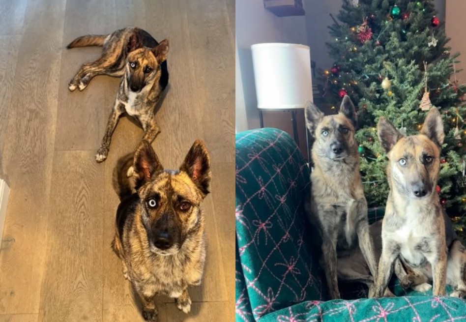 Jazz y Zoey: perritas separadas al nacer, se reencuentran por el destino