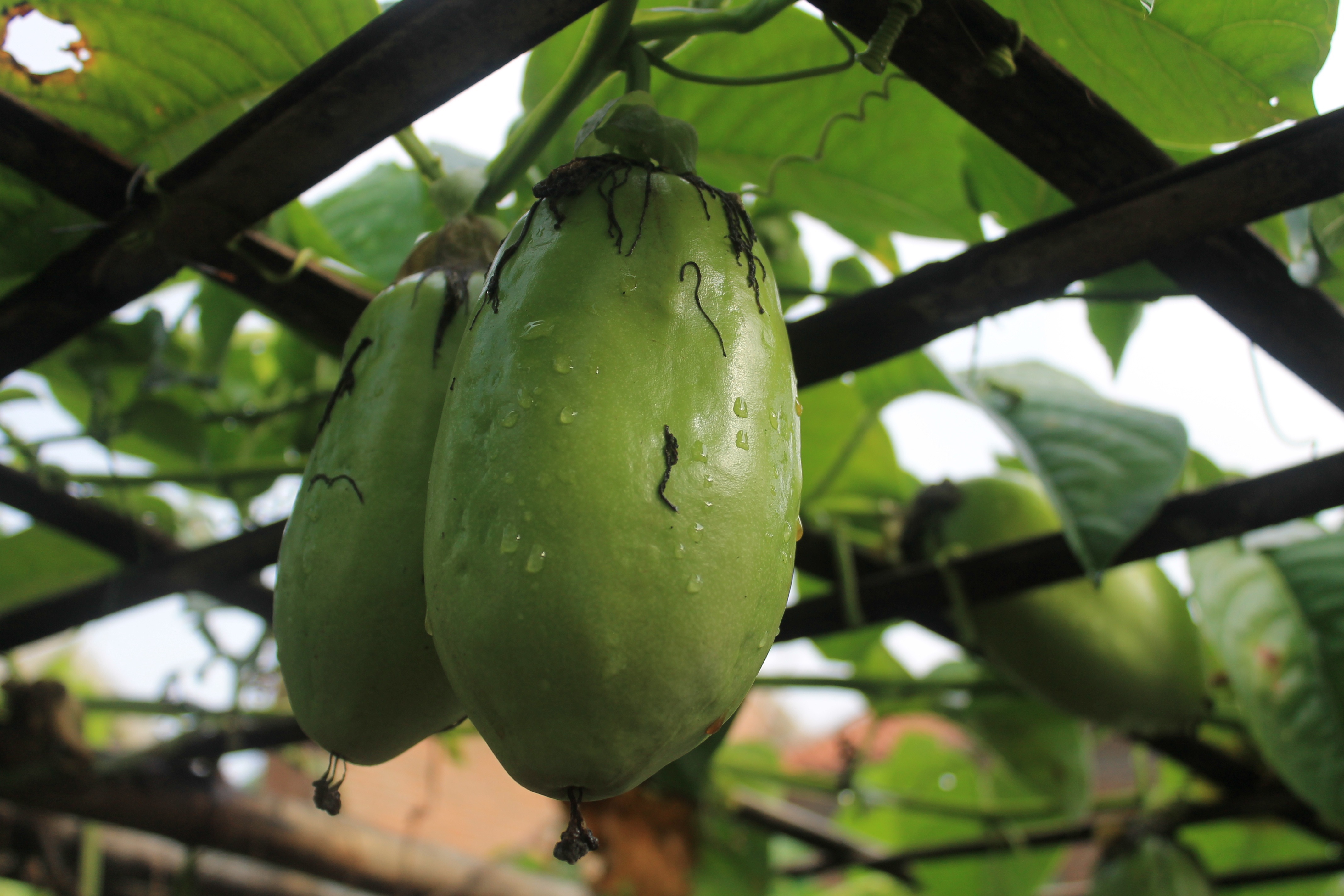 ¿Qué es la badea, la fruta colombiana que sorprende en el mundo y para qué sirve?