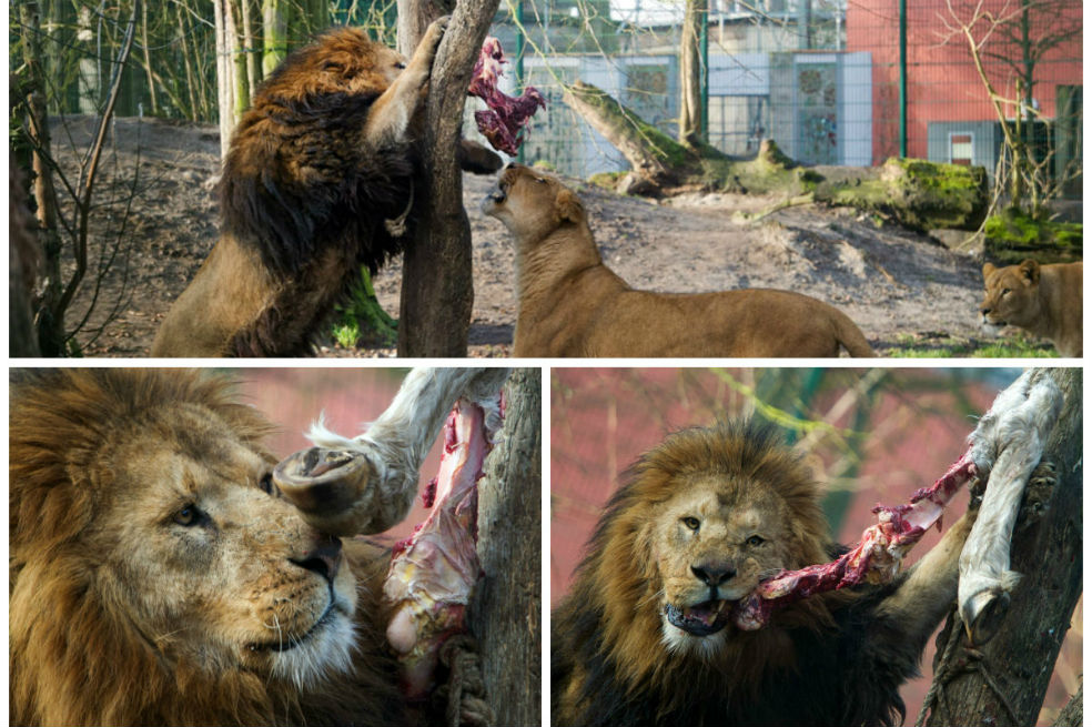 ‘Mufassa’, la atracción del zoológico Stralsund