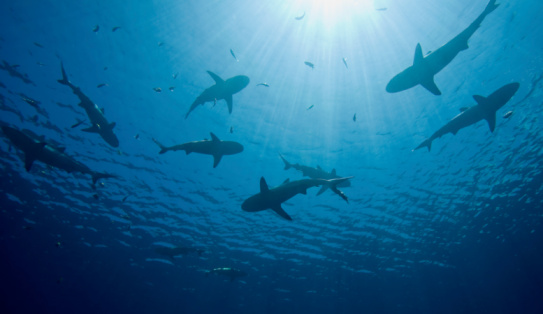 Video: El banquete de 60 tiburones con una ballena jorobada en Australia