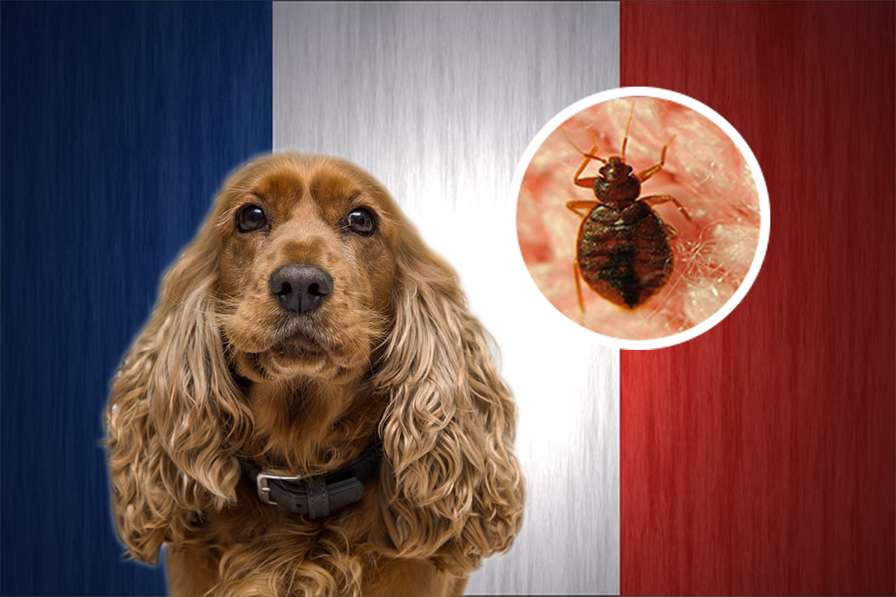 Así utilizan a los perros para controlar la plaga de chinches en París, Francia
