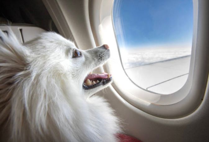 Viajar con mascotas en Colombia tendría nuevas reglas y estos serán los requisitos