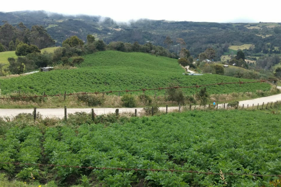 Identifican cultivos ilegales de papa en zona rural de Chapinero, en los cerros de Bogotá