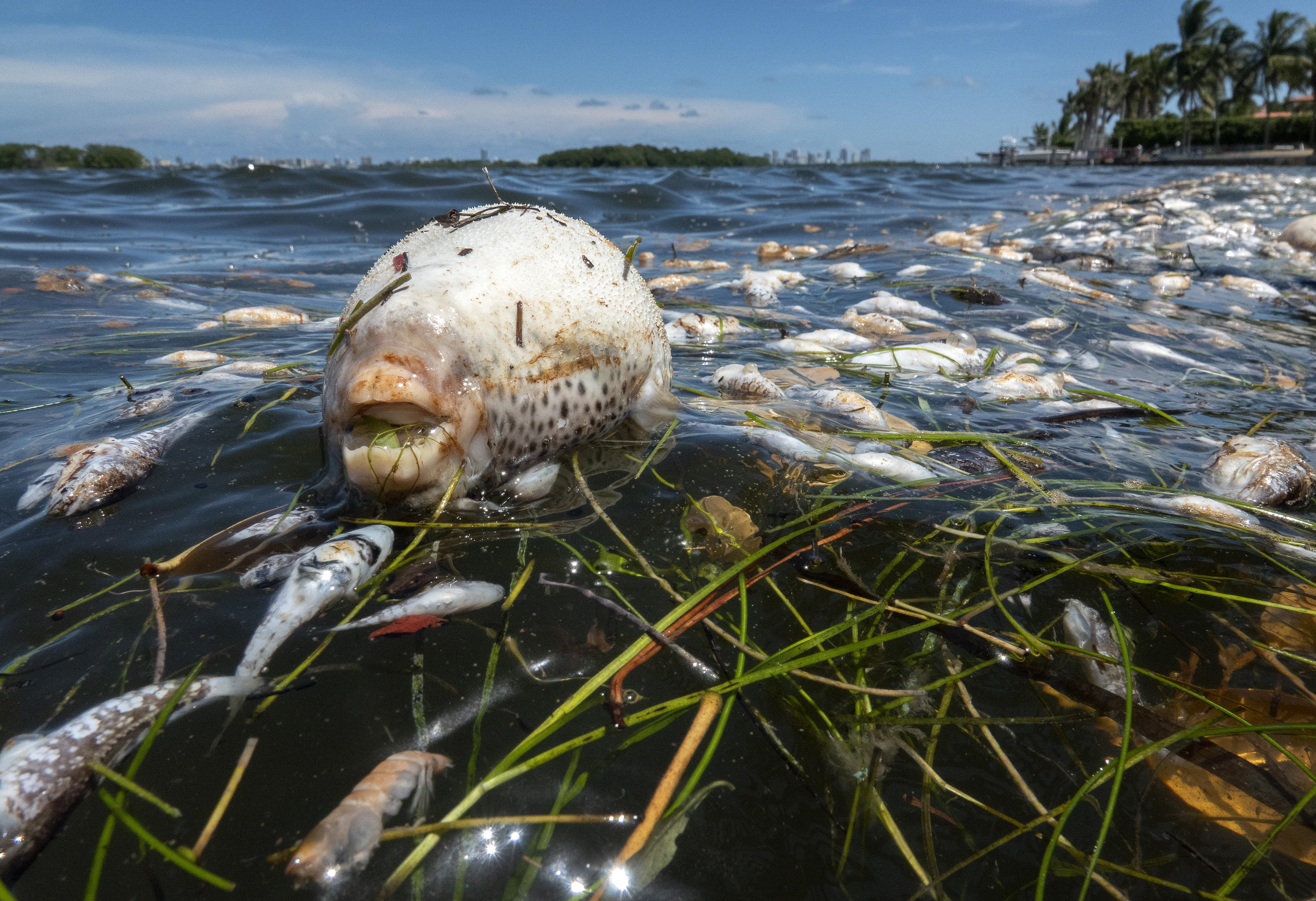 Miles de peces aparecieron muertos en una bahía de Miami