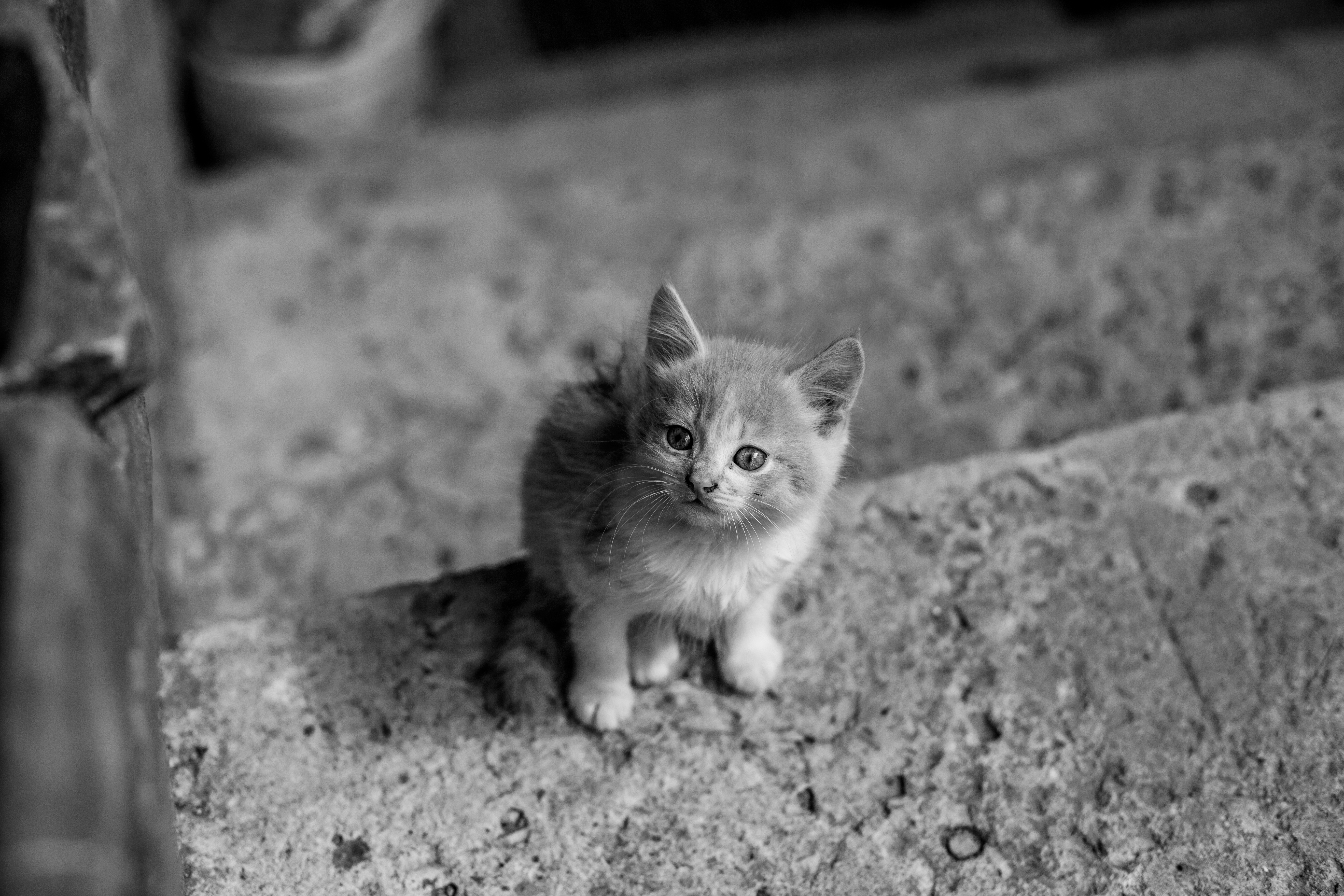 Judicializan a hombre que le habría disparado a un gato por estar en el tejado
