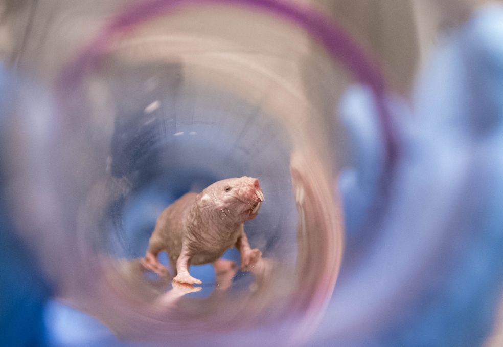 Ahora sabemos por qué las ratas topo desnudas nunca pierden su fertilidad