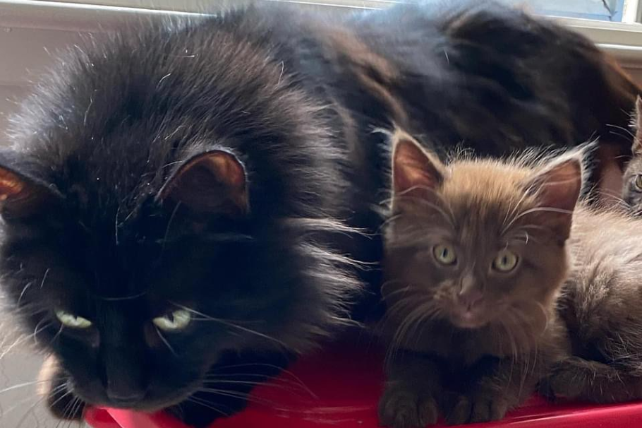 Rescatan 4 gatitos con un pelaje increíblemente raro, ¿habías visto ese color?