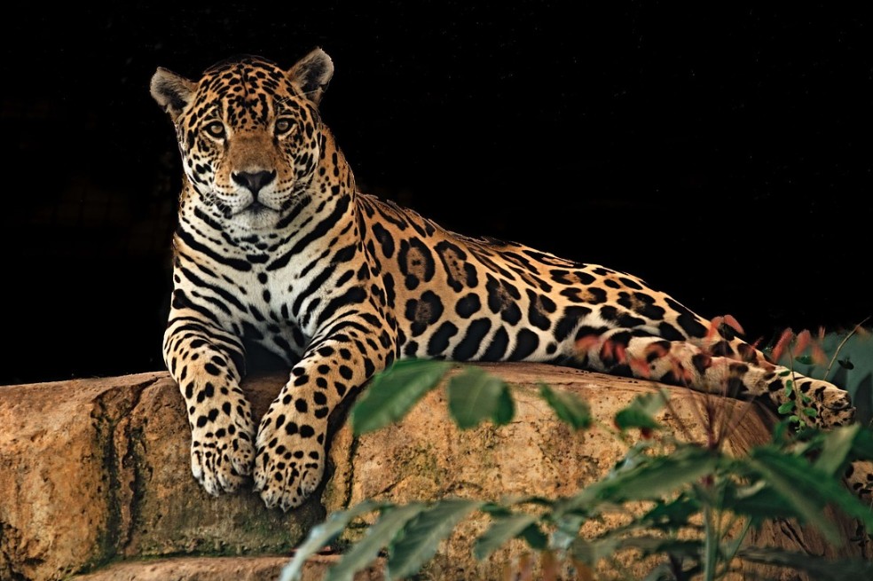 En Navidad regala la adopción simbólica de una especie colombiana amenazada