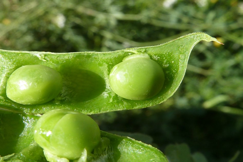 Las plantas saben apostar y tomar decisiones