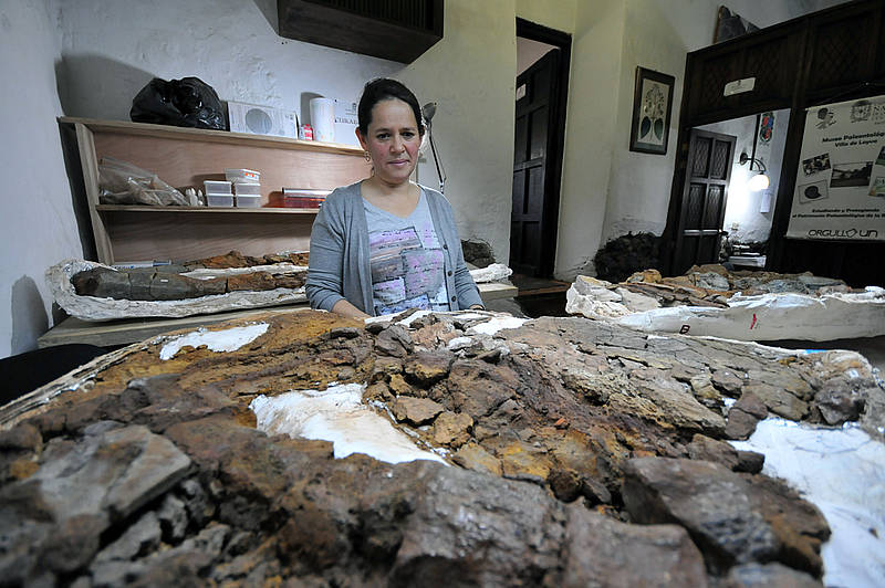 Este es el fósil de más de 130 millones de años hallado Villa de Leyva