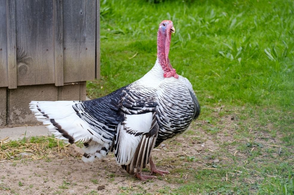 Tres hombres detenidos por robar un pavo al que embriagaron con vodka