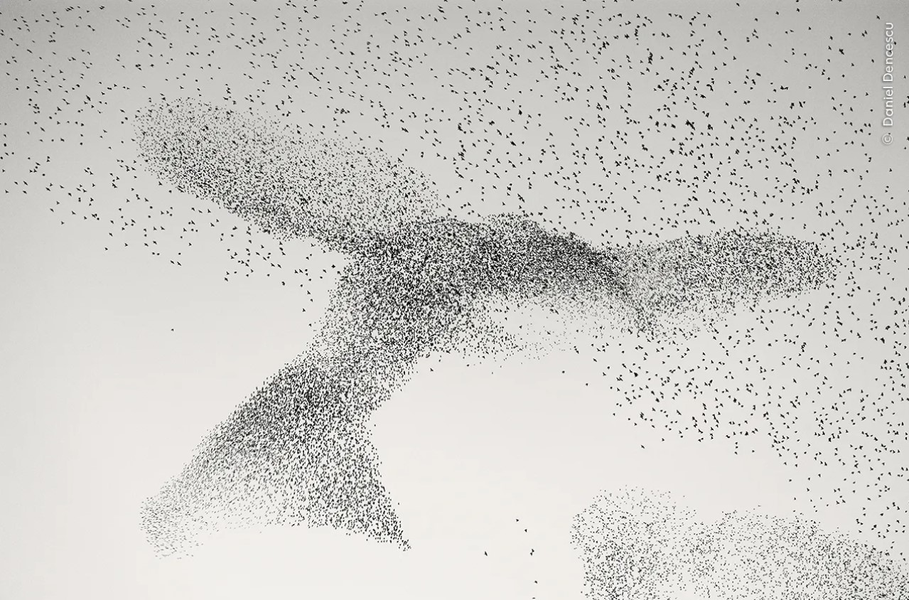 Murmullo de estornino (Starling murmuration, nombre original en inglés).