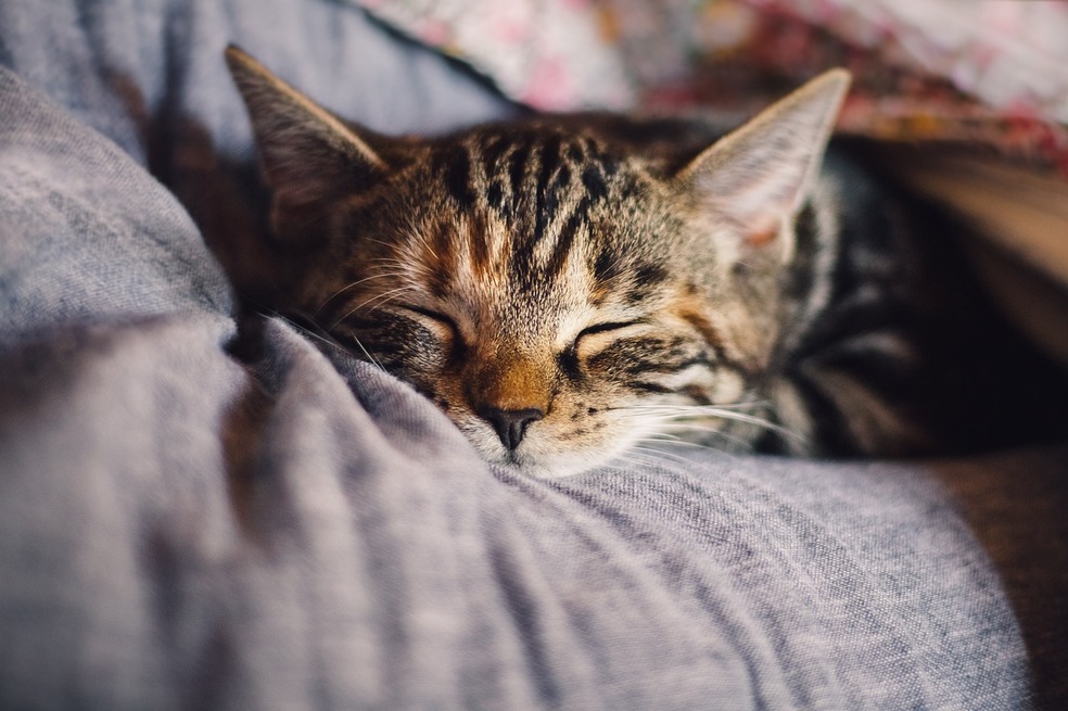 Muertes inusuales de gatos en Polonia: ¿por qué hay preocupación y qué dice la OMS?