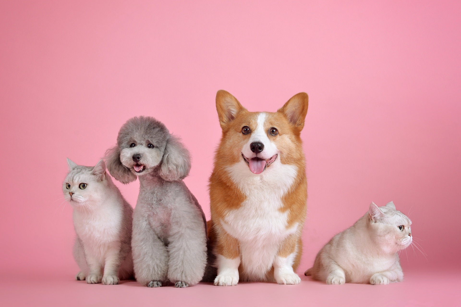 10 frases bonitas e inspiradoras para reflexionar sobre el amor por los animales