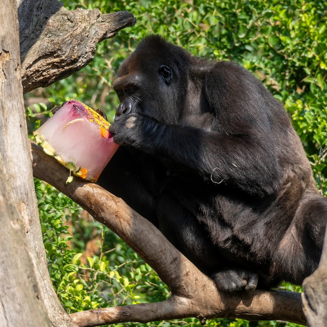 Un zoológico de España reparte helados a sus animales para combatir el calor