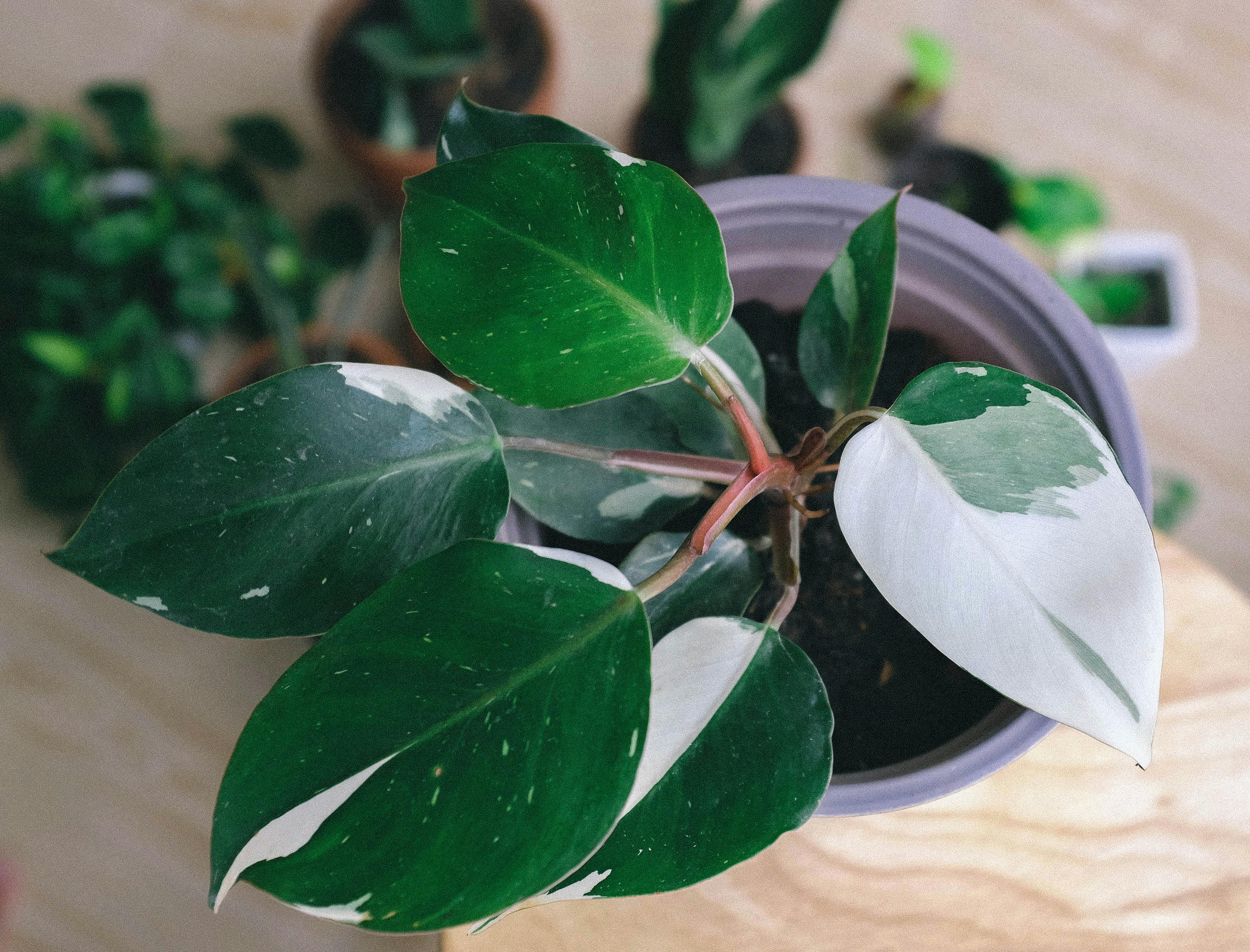 Philodendron White Knight de interior con variegación blanca en sus hojas
