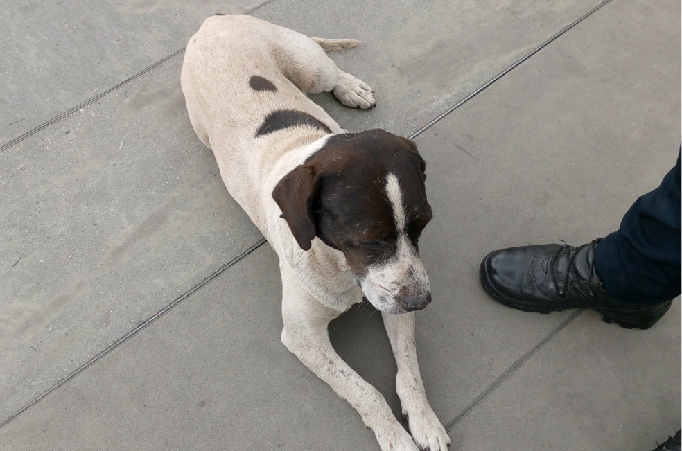 Perro abandonado en TransMilenio