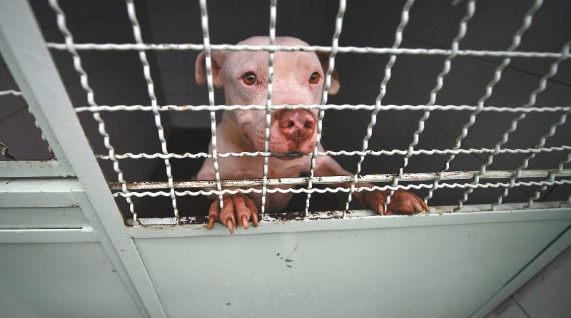 Maltrato animal: la pesadilla de los amigos de cuatro patas
