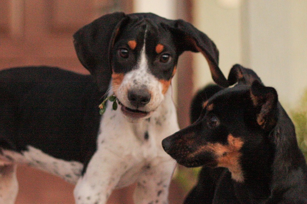 ¿Existen razas de perros más amigables que otras?