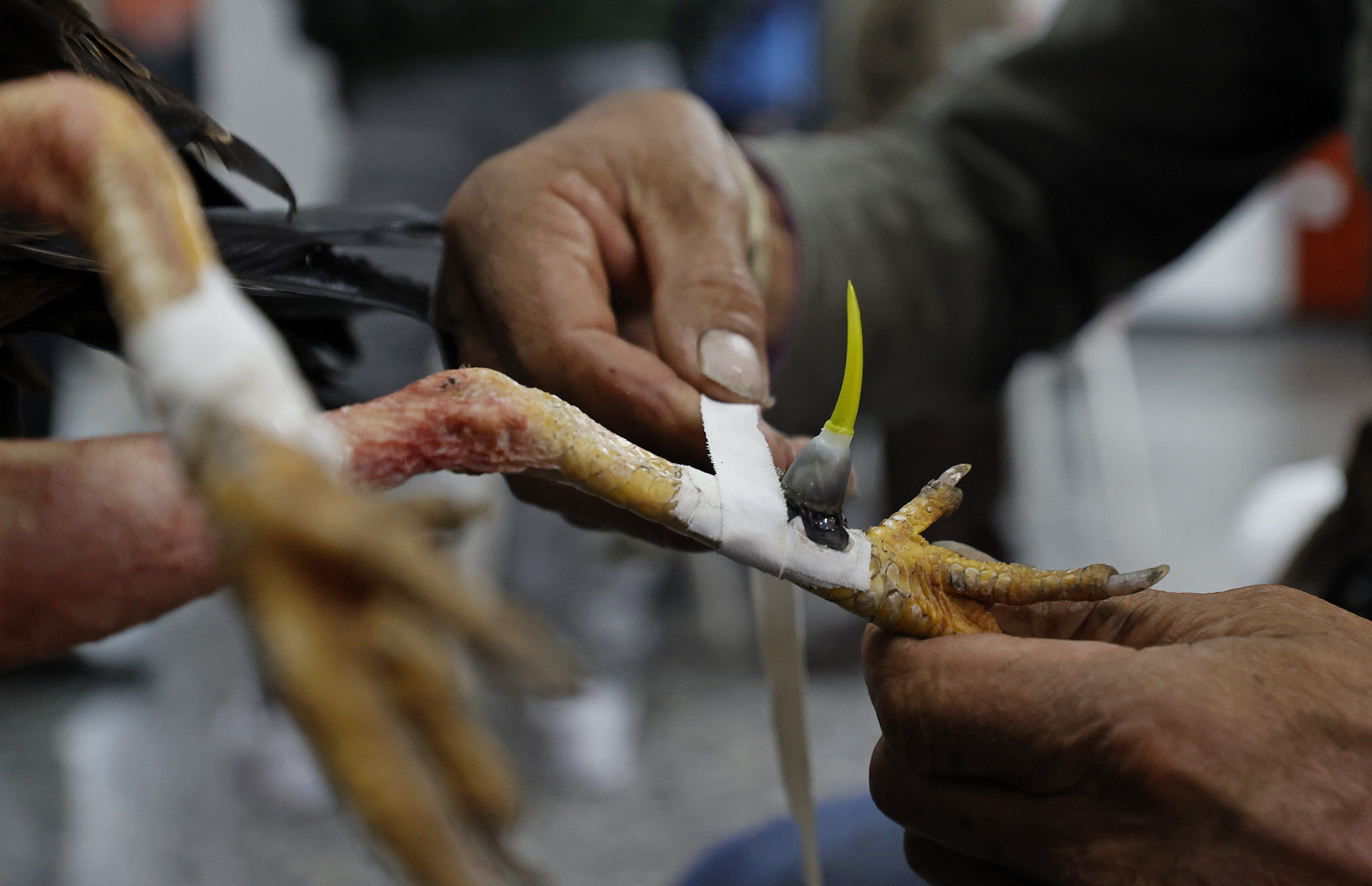 ACOMPAÑA CRÓNICA: COLOMBIA ANIMALES. BOG300. BOGOTÁ (COLOMBIA), 02/11/2022.- Un hombre prepara un gallo para una pelea, el 21 de octubre de 2022, en Bogotá (Colombia). En la pizarra de la entrada, con una caligrafía casi perfecta, los dueños de la gallera van anotando los rivales de la noche: los gallos no tienen nombre, no es relevante, pero sí lo es el peso y el tamaño para enfrentarlos en "condiciones justas" en un espectáculo que ha quedado atrapado en el tiempo en Colombia.EFE/ Mauricio Dueñas Castañeda