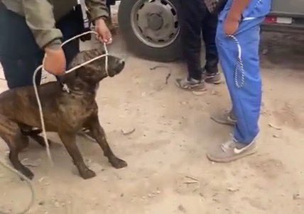Por reportes de mordeduras, IDPYBA aprehendió 20 perros callejeros en Bosa