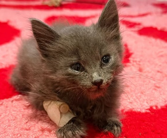 Joven donó por error $100.000 a una fundación y terminó salvando la vida de un gatito