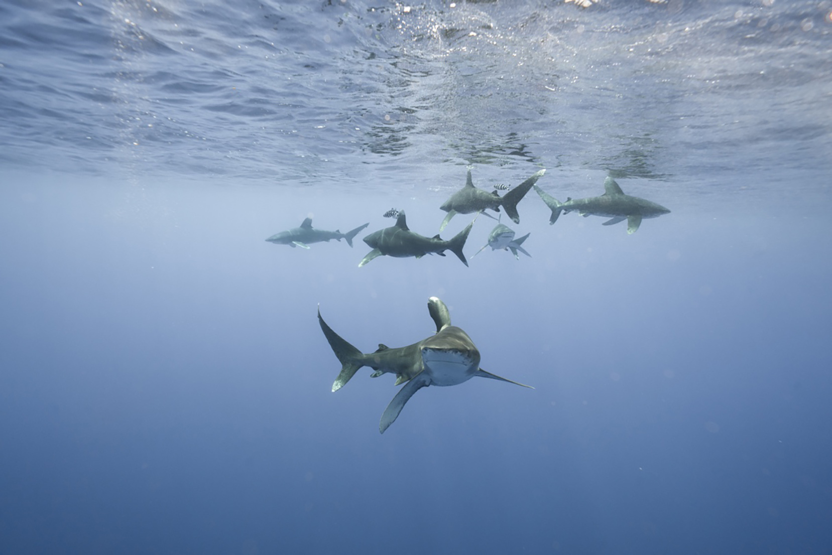 Estos son los grandes peces oceánicos que están en riesgo por el calentamiento de los mares