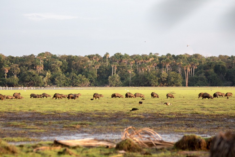 Casanare: un paraíso frente a nuestros ojos