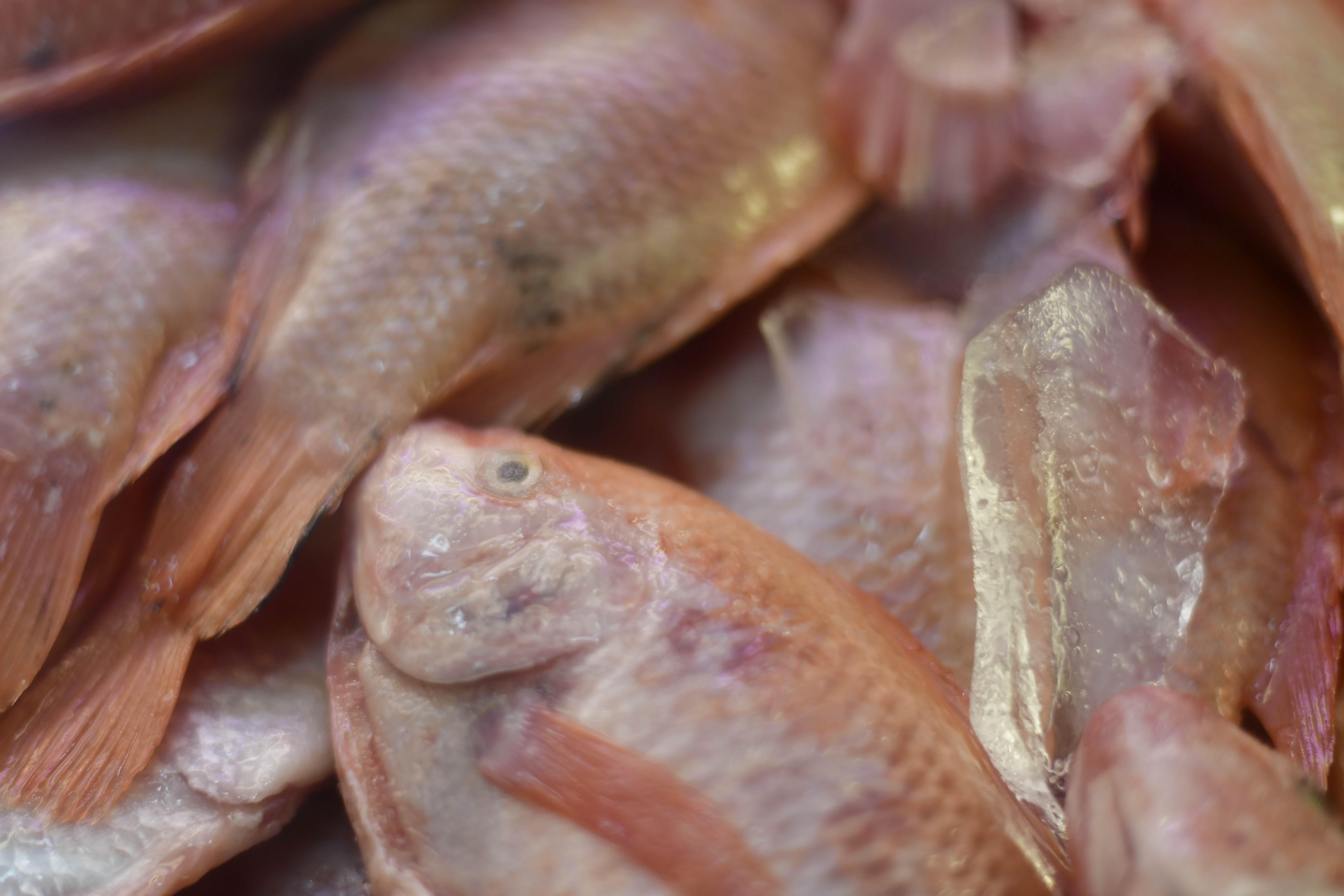 ¿Cuánto pescado se come en Colombia? Así se mueve el sector en el país