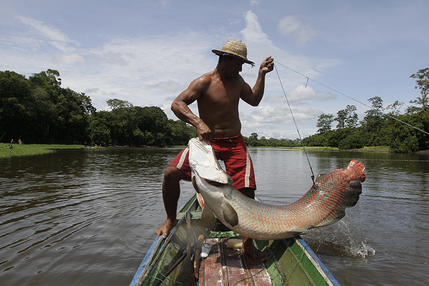 Pirarucú, que puede pesar hasta 200 kilogramos, capturado mediante arpón tradicional.