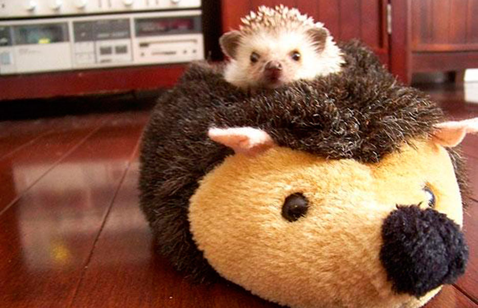 Estos tiernos animales nos enseñan la importancia del descanso