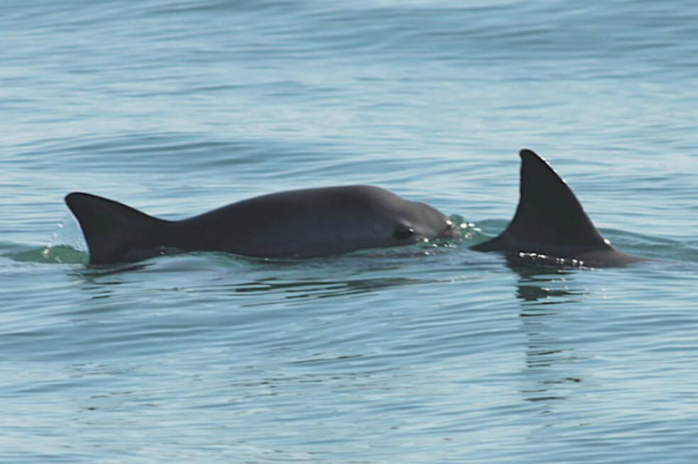 Inminente extinción: la población de vaquita marina está destruida en un 99%