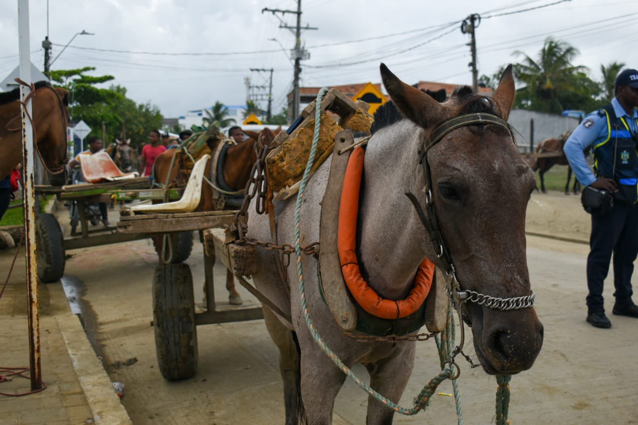 Antioquia: liberan 135 caballos que eran usados y explotados para halar carretillas