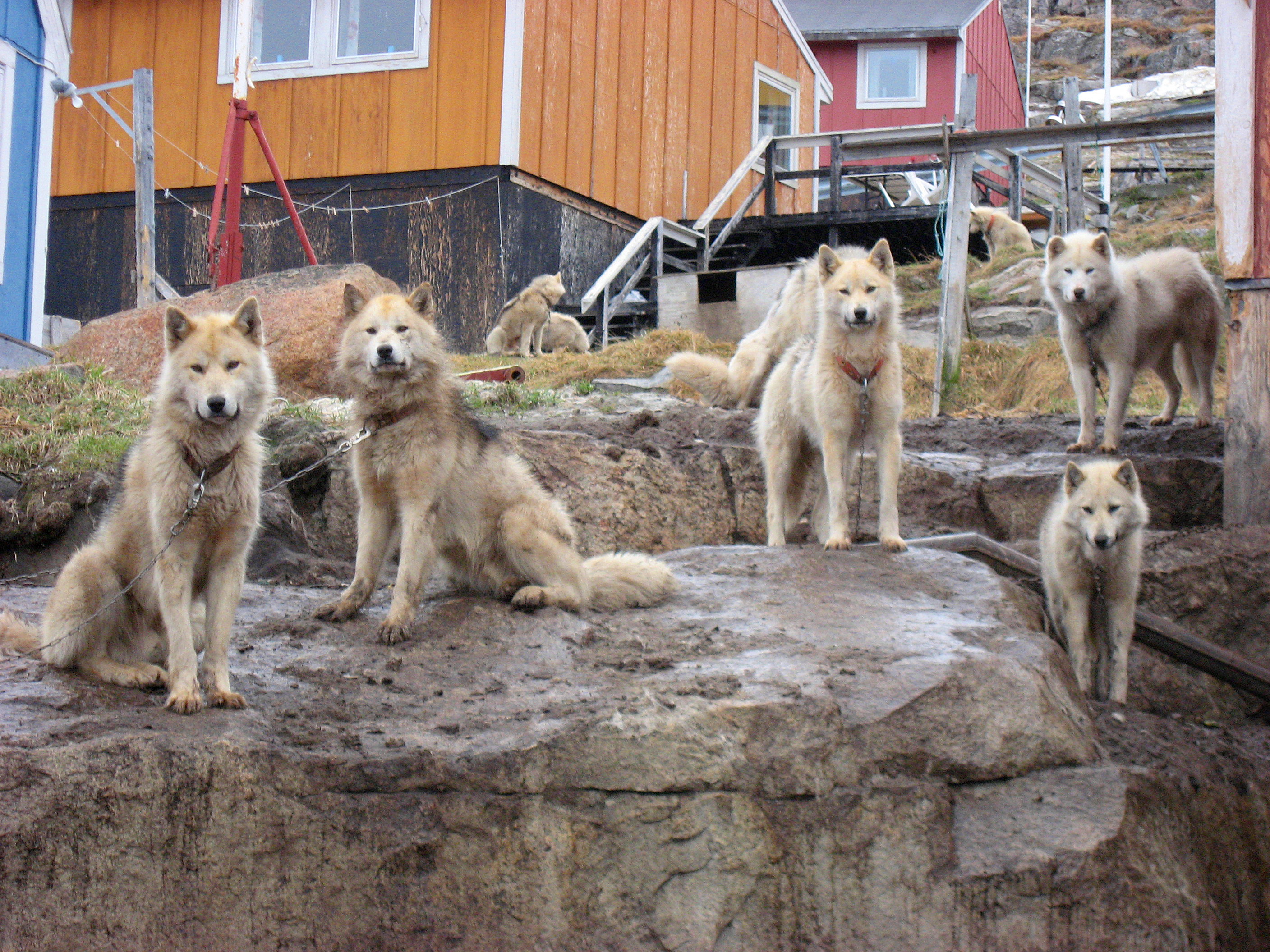 Esta es una de las razas de perros más antiguas del mundo. Se estima que sus primeros individuos se relacionaron con paleoesquimales de la cultura Saqqaq, hace 4 a 5 mil años.