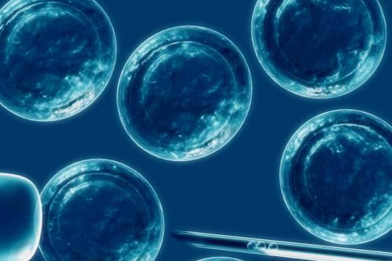 Investigadores usan células madre para acelerar la cicatrización