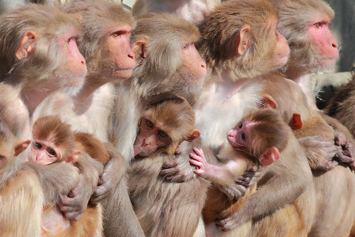 Crecen los abortos en especie de primates por, posiblemente, mala calidad del aire