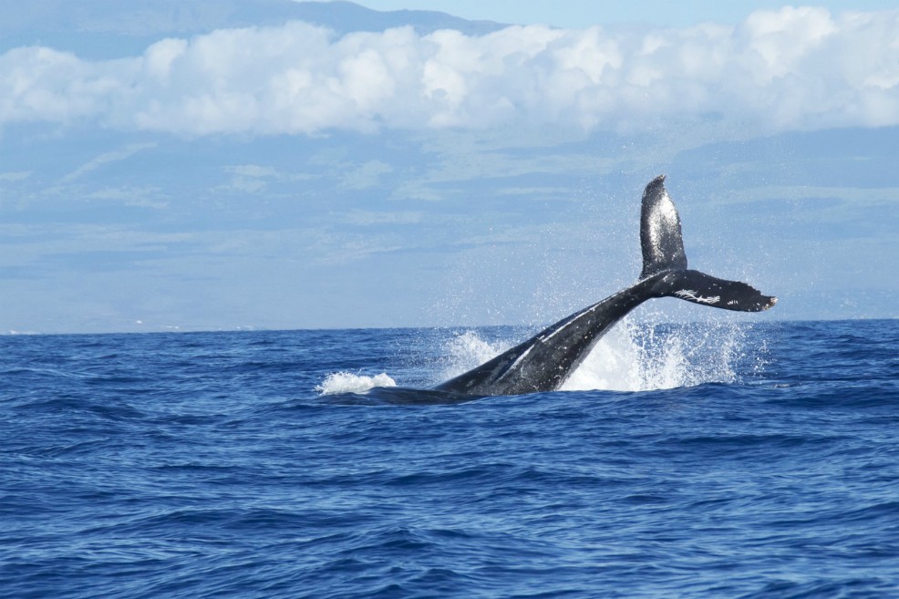 Así es como el popó de las ballenas podría ayudar a protegerlas
