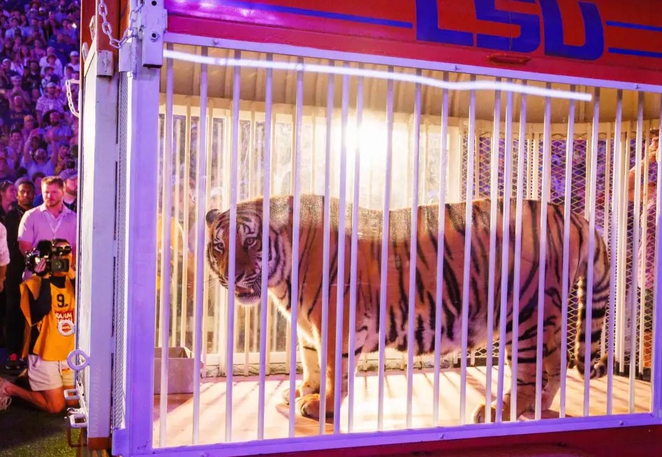 Gobernador busca revivir tradición de tener un tigre vivo en partidos de fútbol
