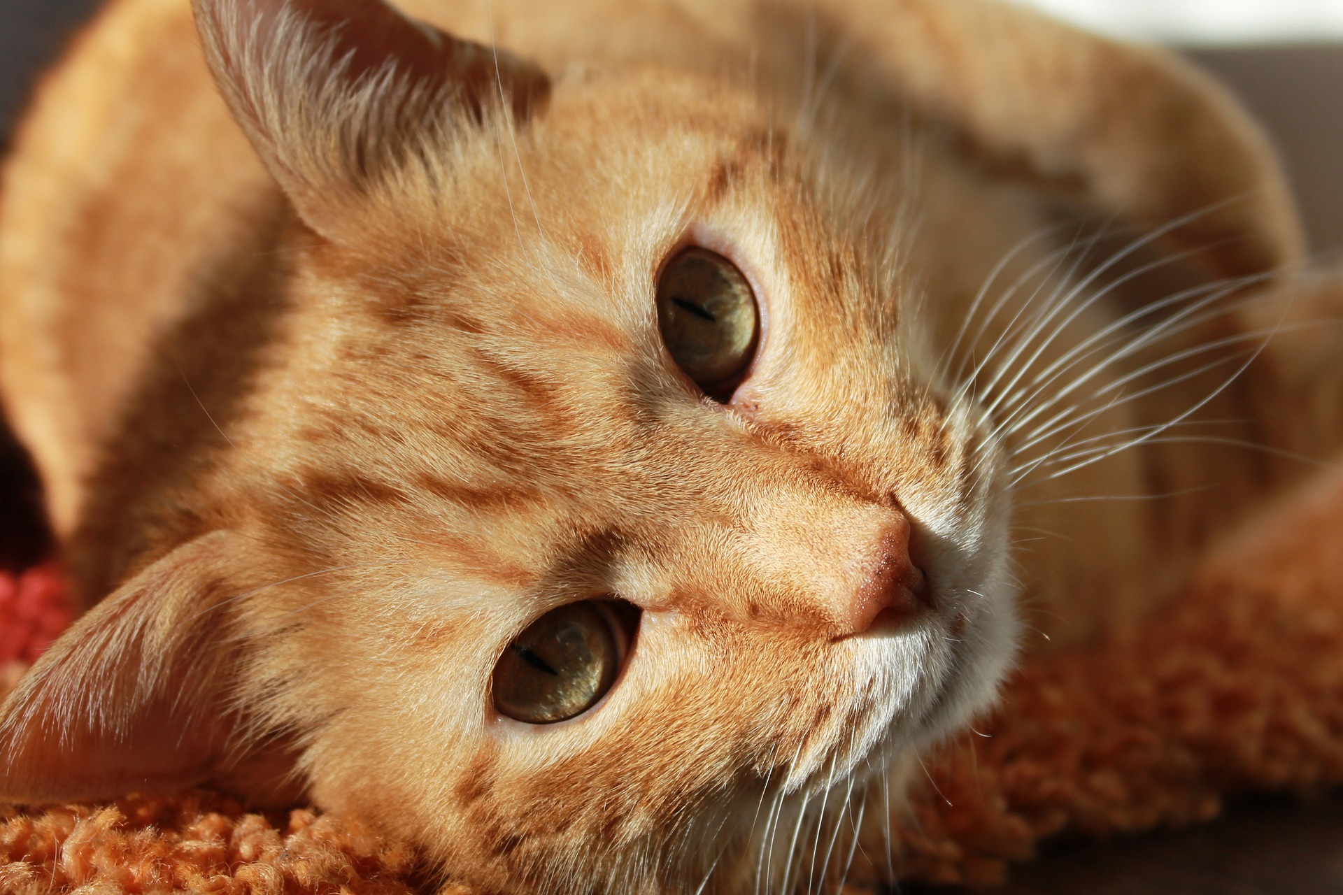 Enfermedades que los gatos pueden transmitir a los humanos