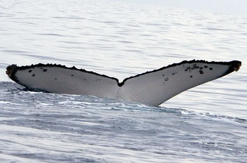 Fotografía de la aleta caudal tomada en Hervey Bay, Queensland, en 2007. Posteriormente, esta imagen se comparó con una fotografía tomada en Brasil en 2019 a través de la plataforma de identificación fotográfica Happywhale, lo que confirmó que se había avistado al mismo ejemplar en ambos lugares, zonas de reproducción distintas separadas por aproximadamente 14.200 km.
